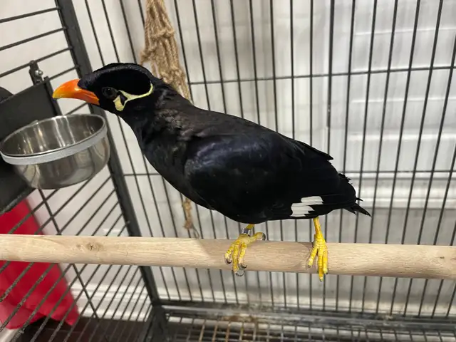 Greater Hill Mynah Bird - Photo 5