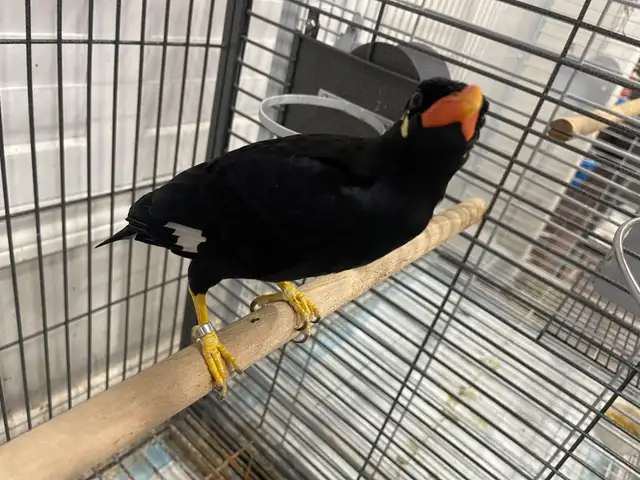 Greater Hill Mynah Bird - Photo 6