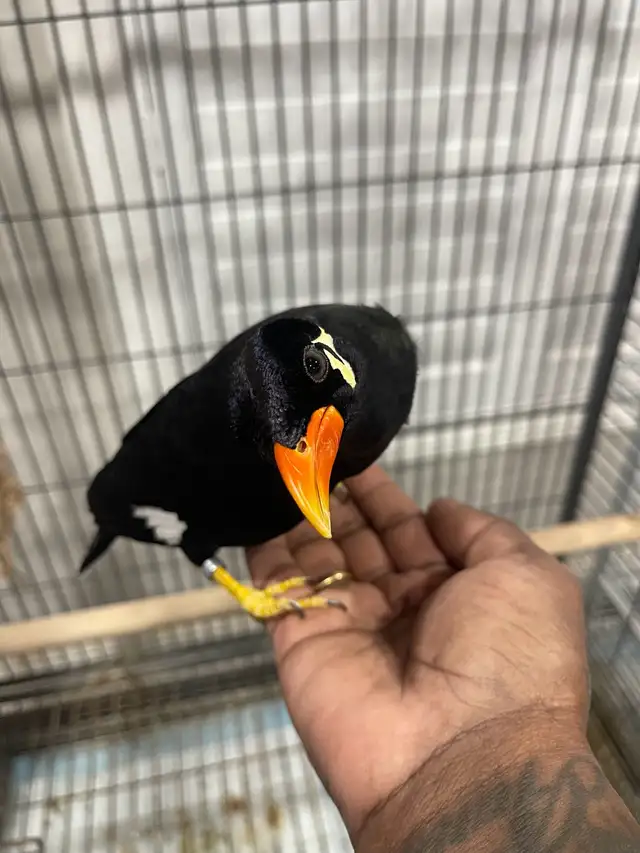 Greater Hill Mynah Bird - Photo 8