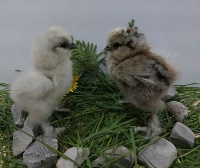 Adorable Chicks!
