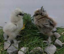 Adorable Chicks!