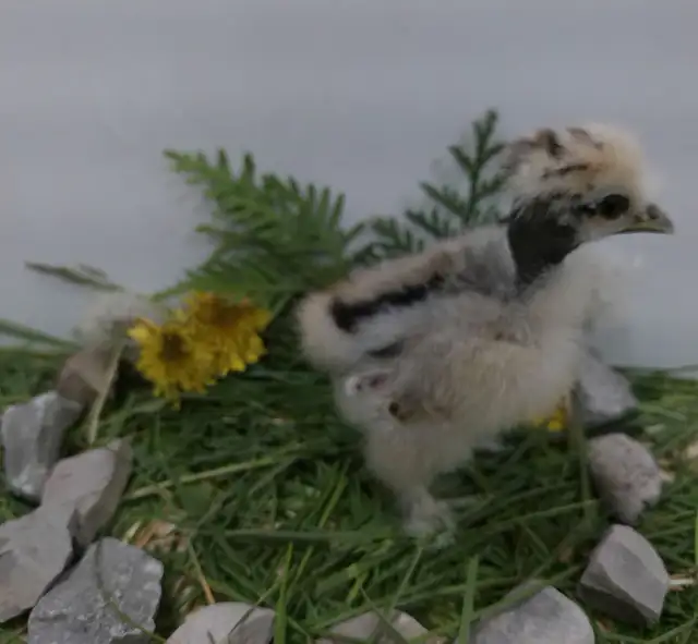 Adorable Chicks! - Photo 2