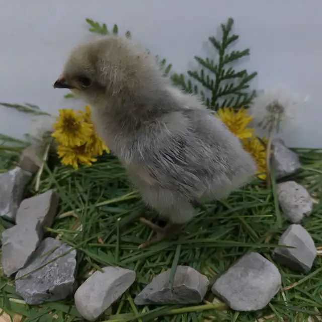 Adorable Chicks! - Photo 3