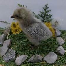 Adorable Chicks! - Photo 3