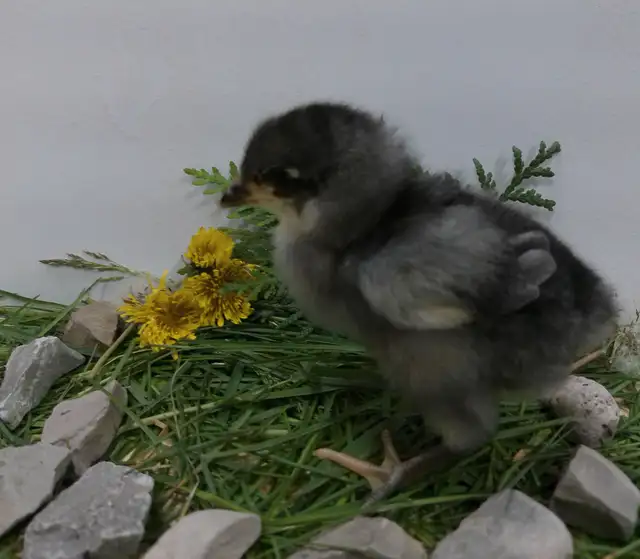 Adorable Chicks! - Photo 4