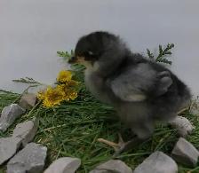 Adorable Chicks! - Photo 4