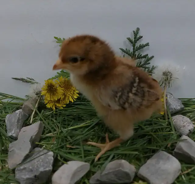 Adorable Chicks! - Photo 5