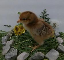 Adorable Chicks! - Photo 5