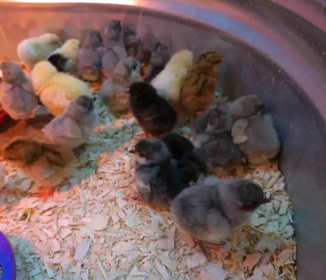 Adorable Chicks! - Photo 7