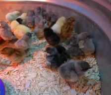 Adorable Chicks! - Photo 7