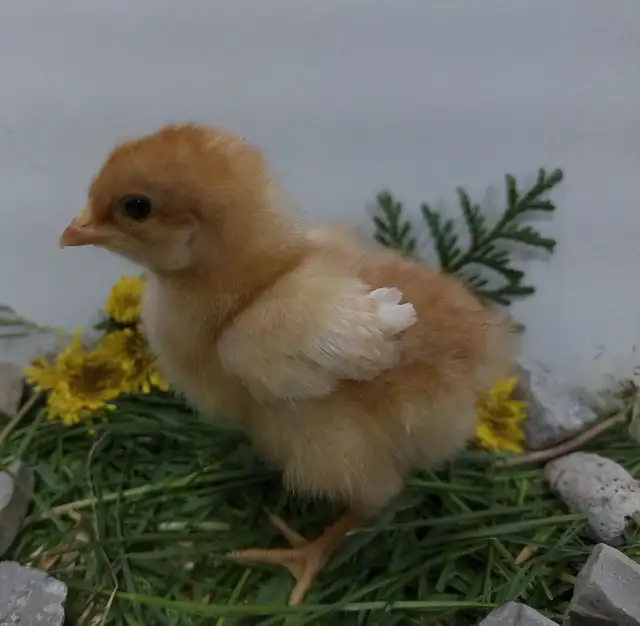 Adorable Chicks! - Photo 8