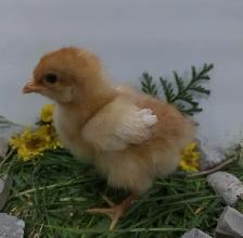 Adorable Chicks! - Photo 8