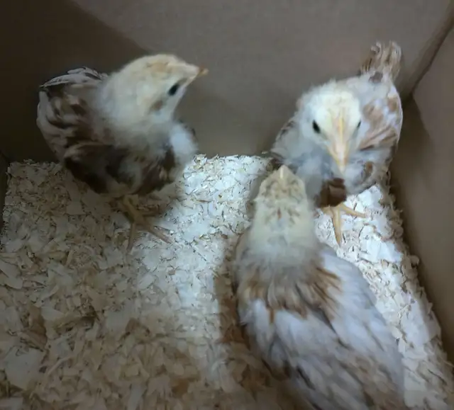 3 CHICKS