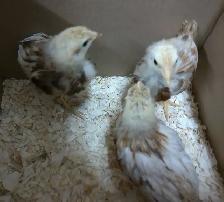 3 CHICKS