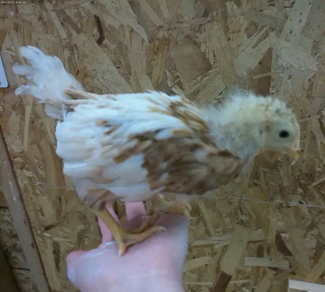 3 CHICKS - Photo 2