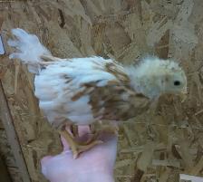 3 CHICKS - Photo 2