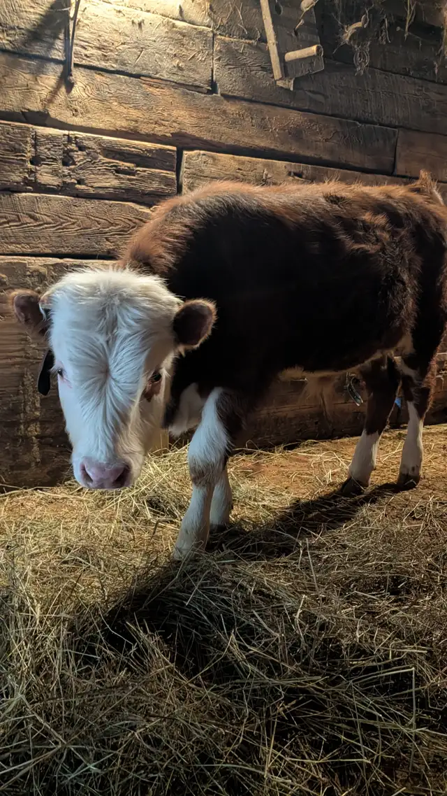 Bull Calf for sale