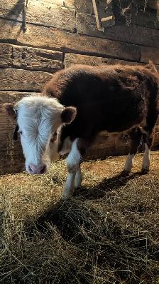 Bull Calf for sale
