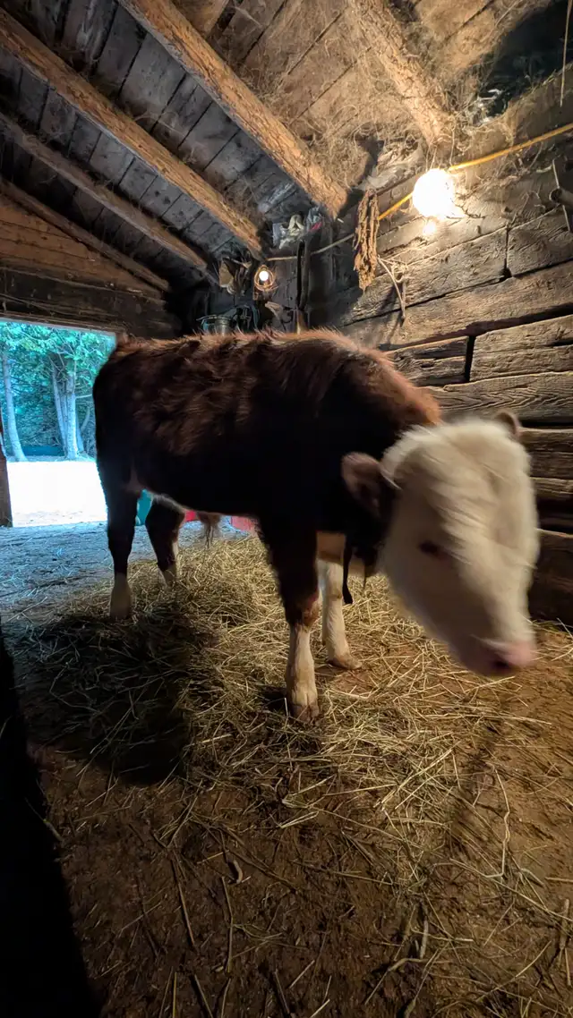 Bull Calf for sale - Photo 3