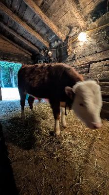 Bull Calf for sale - Photo 3