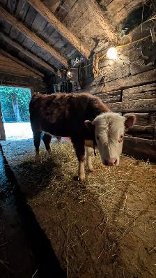 Bull Calf for sale - Photo 5