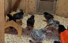 Orpington Chicks