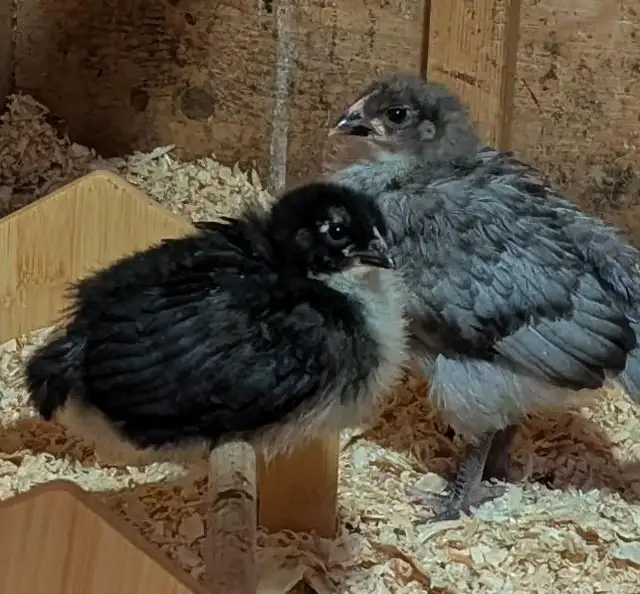 Orpington Chicks - Photo 2