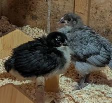 Orpington Chicks - Photo 2