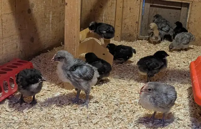 Orpington Chicks - Photo 3