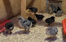 Orpington Chicks - Photo 3