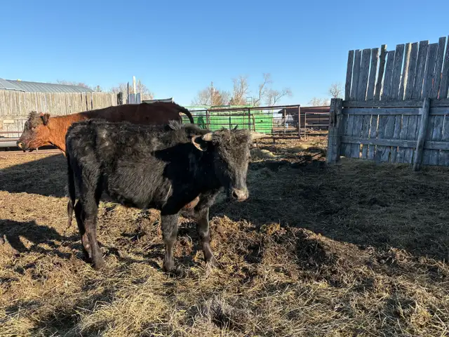 long horn steer