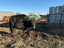 long horn steer