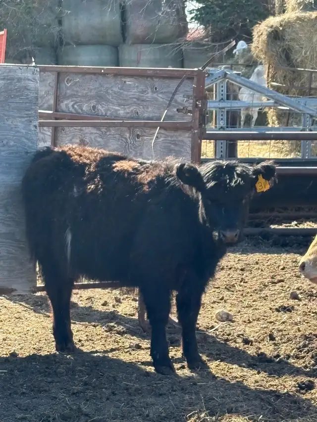 galloway heifer