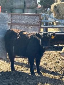 galloway heifer