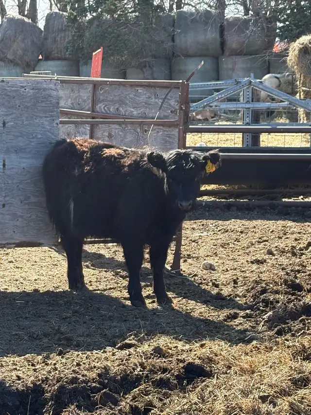 galloway heifer - Photo 2