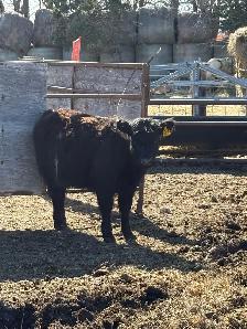 galloway heifer - Photo 2