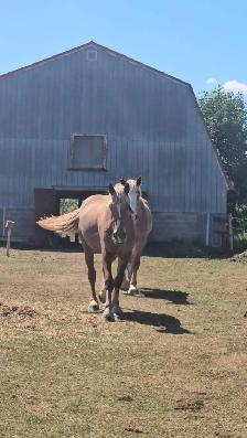 Pair 4 year old beligum horses