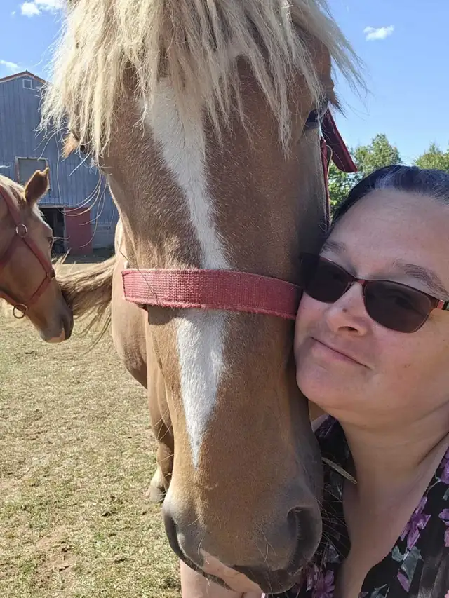 Pair 4 year old beligum horses - Photo 3