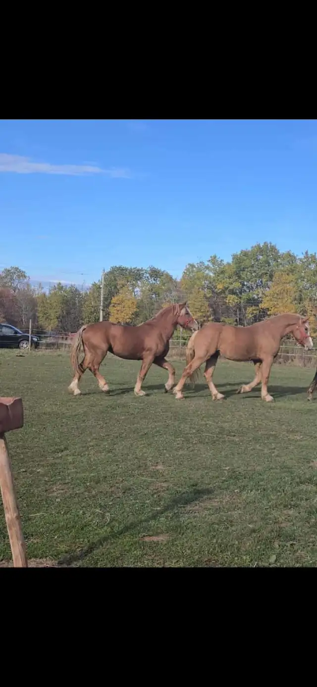 Pair 4 year old beligum horses - Photo 4