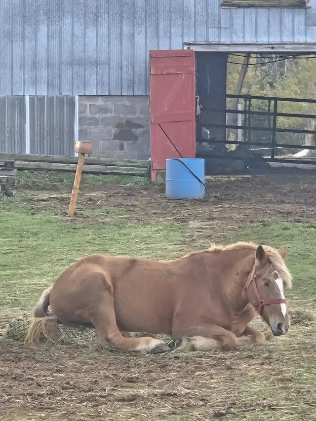 Pair 4 year old beligum horses - Photo 5