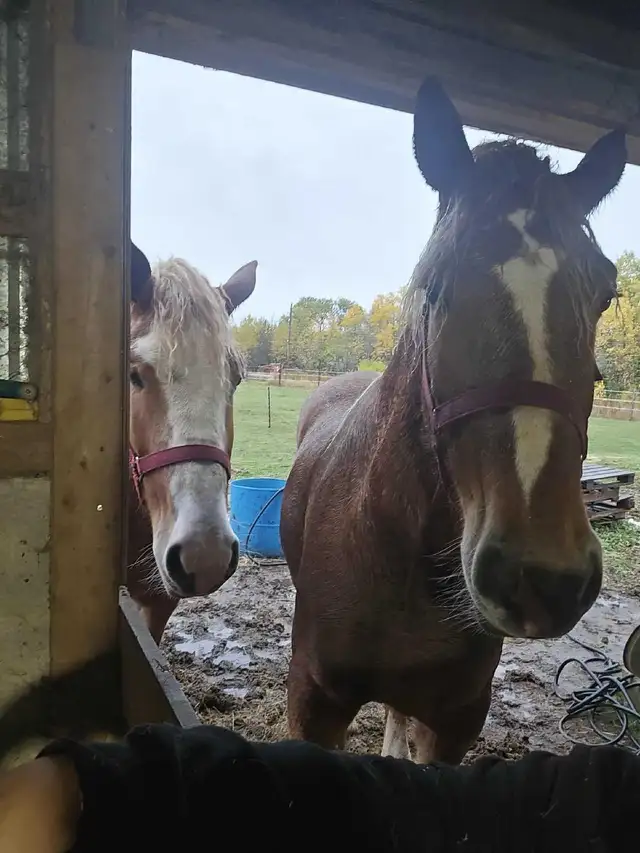Pair 4 year old beligum horses - Photo 6