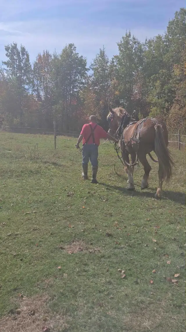 Pair 4 year old beligum horses - Photo 7