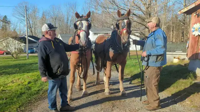Pair 4 year old beligum horses - Photo 8