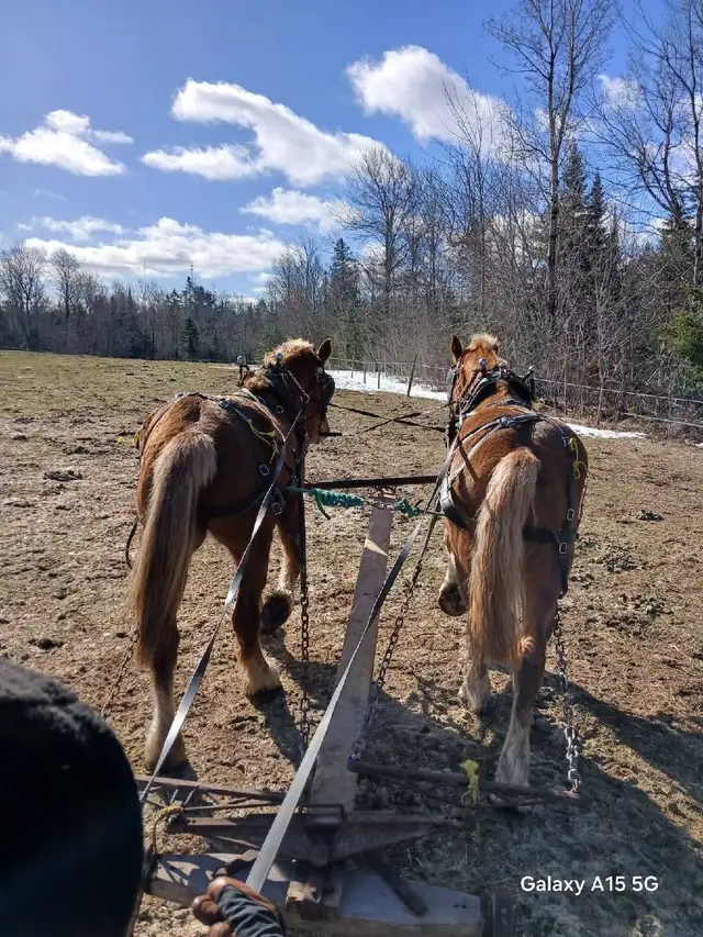 Pair 4 year old beligum horses - Photo 9
