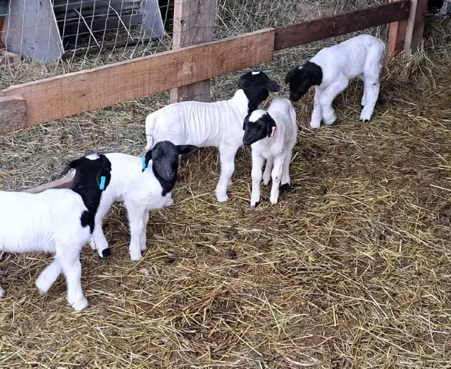 Dorper ram  lambs