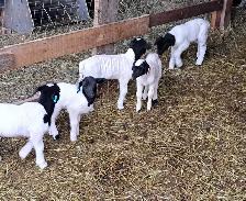 Dorper ram  lambs