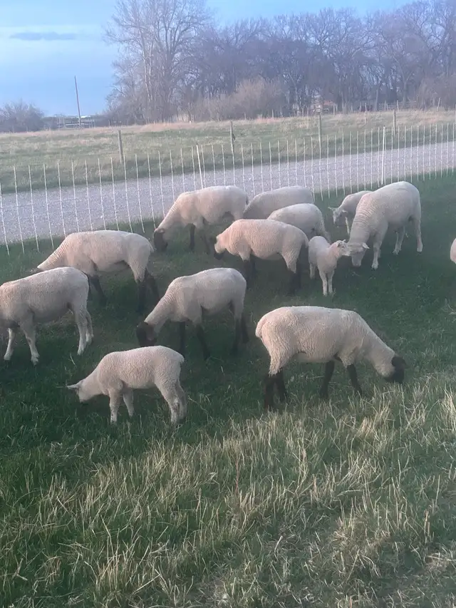 Ewes and lambs