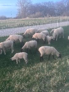 Ewes and lambs