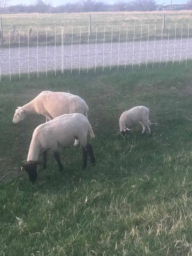 Ewes and lambs - Photo 2
