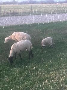 Ewes and lambs - Photo 2